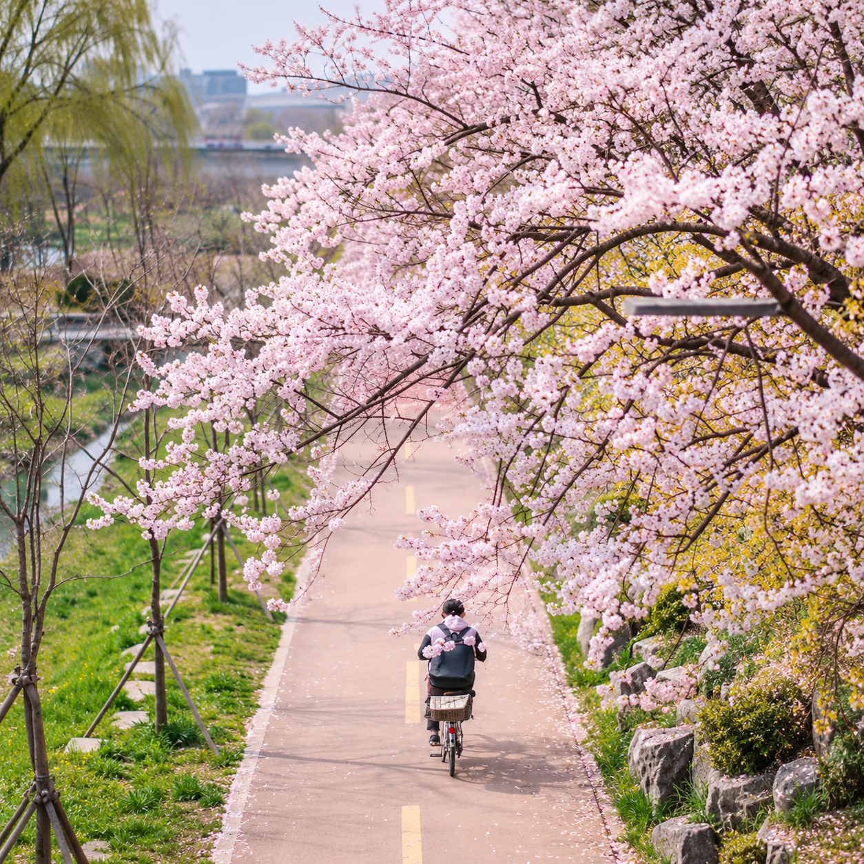 Cyclist Beneath Cherry Blossoms